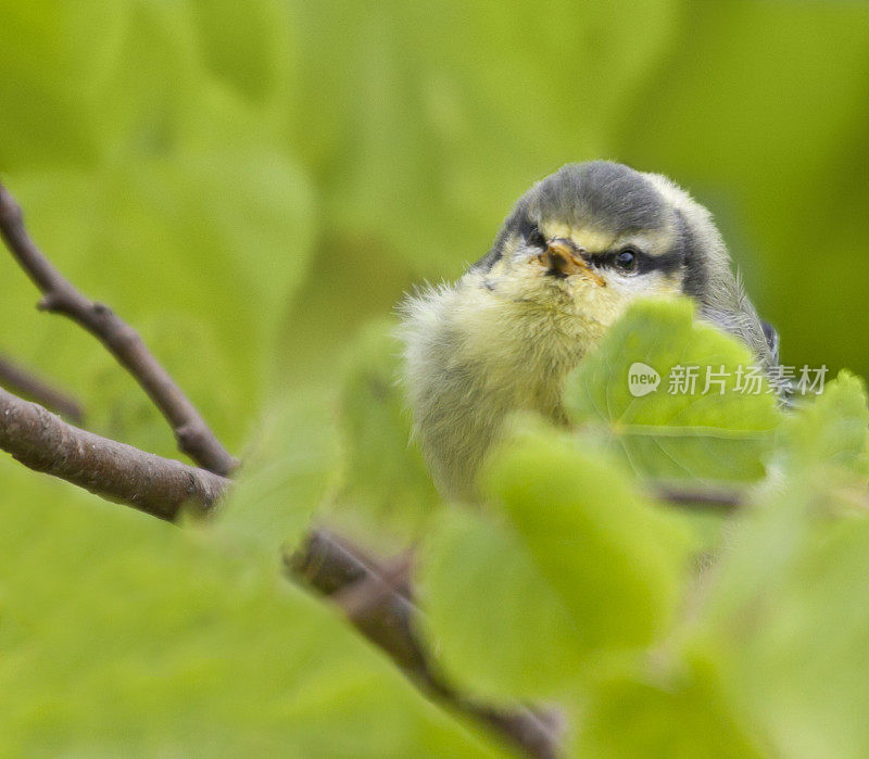 Baby Blue Tit (Cyanistes/Parus caeruleus)